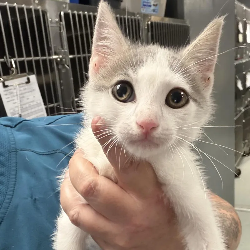 A baby small-sized male White Domestic Short Hair cat named Lynyrd for adoption in Marion, VA