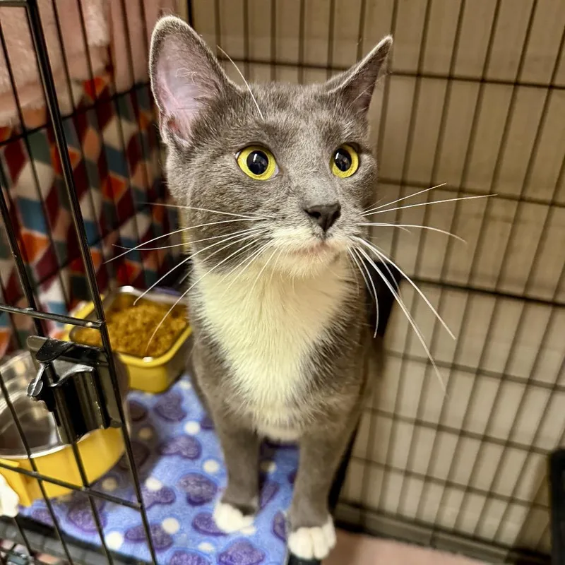 A young medium-sized female Gray / Blue / Silver Domestic Short Hair cat named Inish for adoption in Middleburg Heights , OH