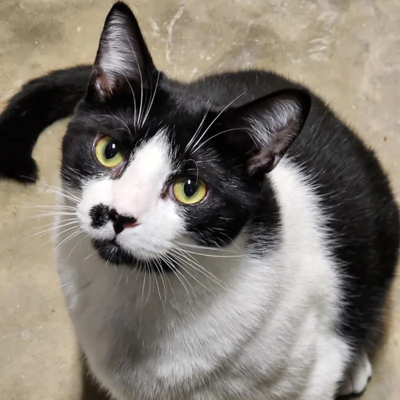 A young large-sized male Domestic Short Hair cat named Oreo for adoption in Chuckey, TN
