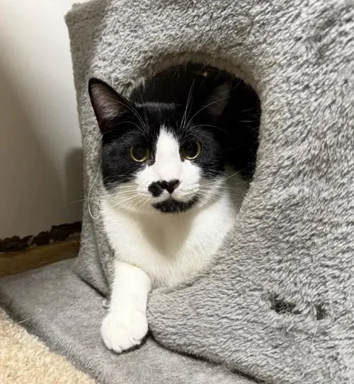 Oreo thumbnail 4