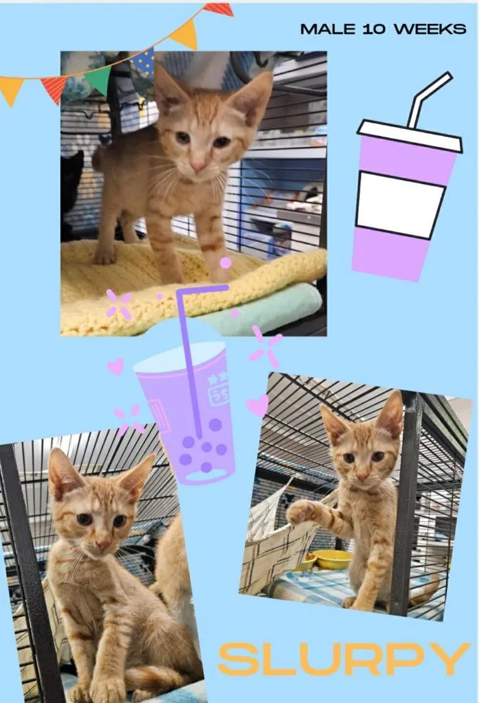 A baby small-sized male Domestic Short Hair cat named Slurpy for adoption in Blountville, TN