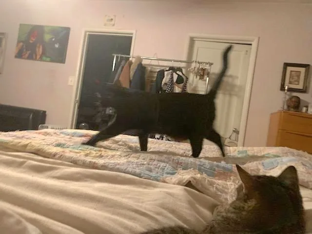 A young medium-sized female Black American Shorthair cat named Bb  Delilah And for adoption in Manhattan Beach, CA