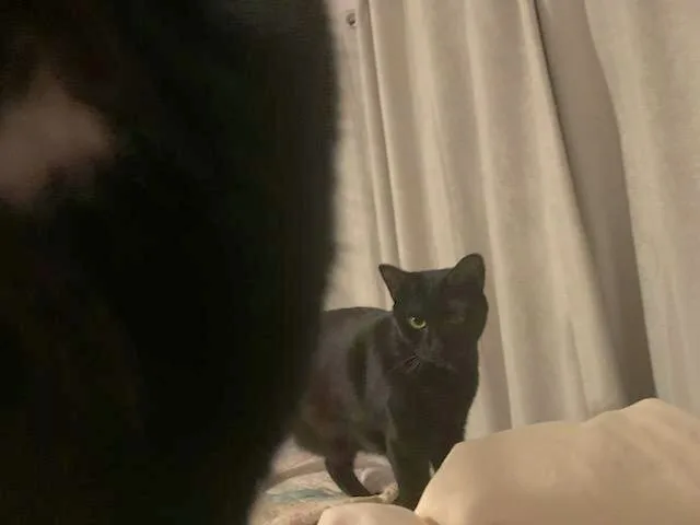 Bb  Delilah And thumbnail 4