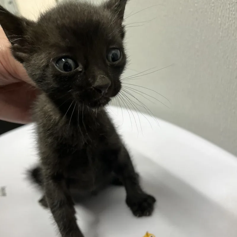 A baby small-sized male Black Domestic Short Hair cat named Dylan for adoption in Tampa, FL