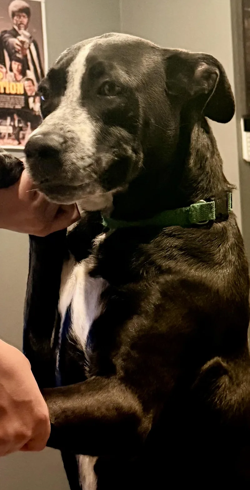 A young medium-sized male Pit Bull Terrier dog named Rambo for adoption in Torrance, CA
