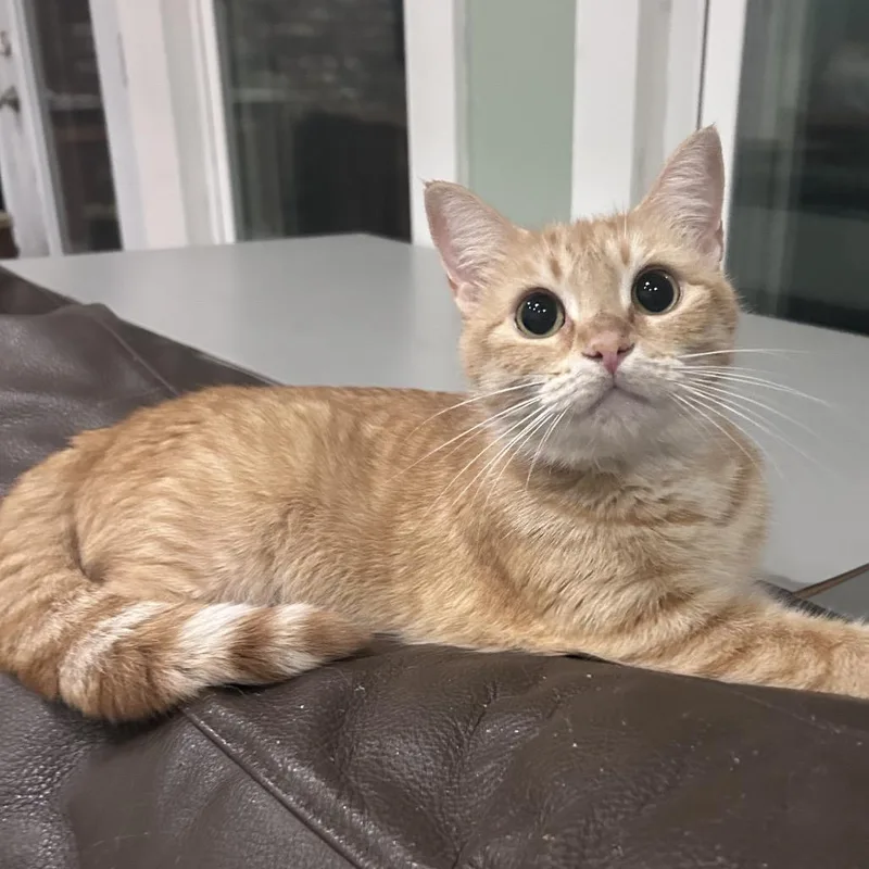 A young medium-sized female Orange & White Tabby cat named Goldie for adoption in Gulfport, MS