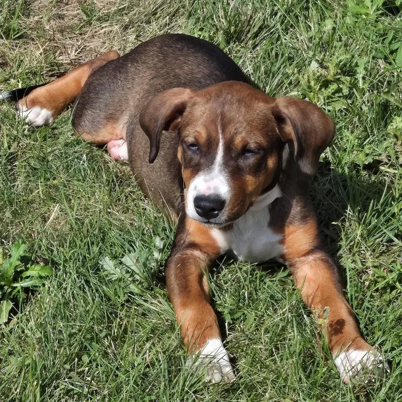 A baby small-sized female Brown / Chocolate Mixed Breed dog named Merida for adoption in Buffalo, MN