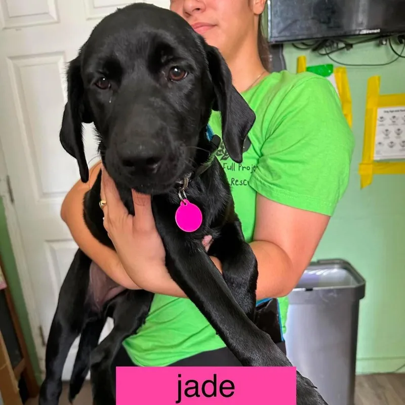 Jade