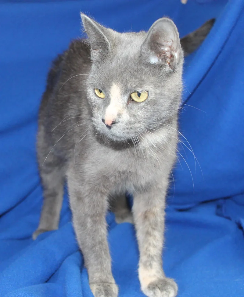 An adult medium-sized female Domestic Short Hair cat named Olive for adoption in Prattville, AL