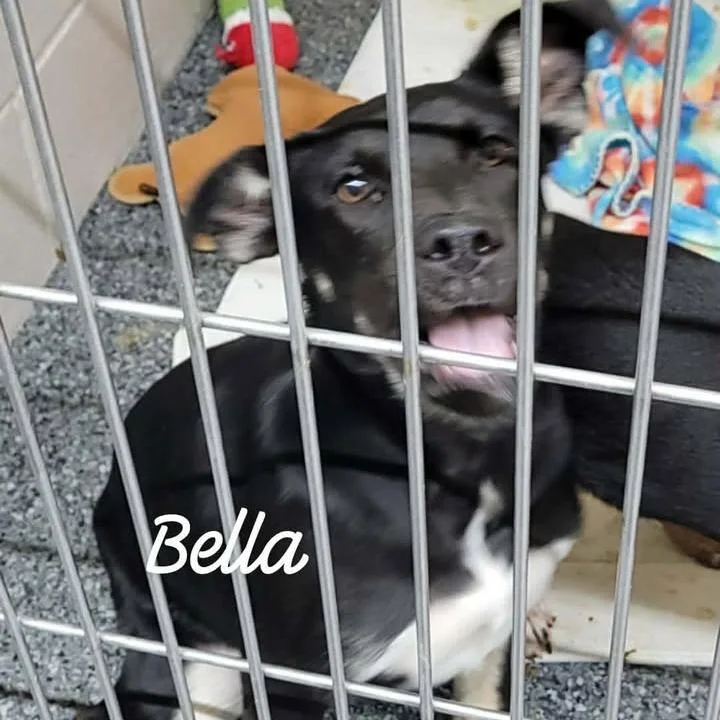 A baby medium-sized female Black German Shepherd Dog dog named Bella for adoption in Buchanan Dam, TX