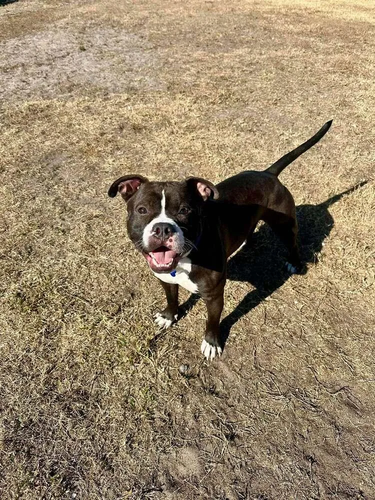 Valentine thumbnail 2