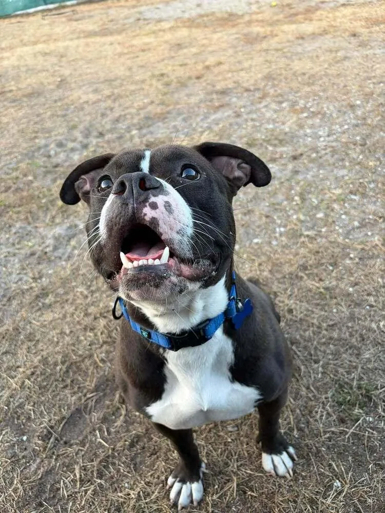 Valentine thumbnail 3