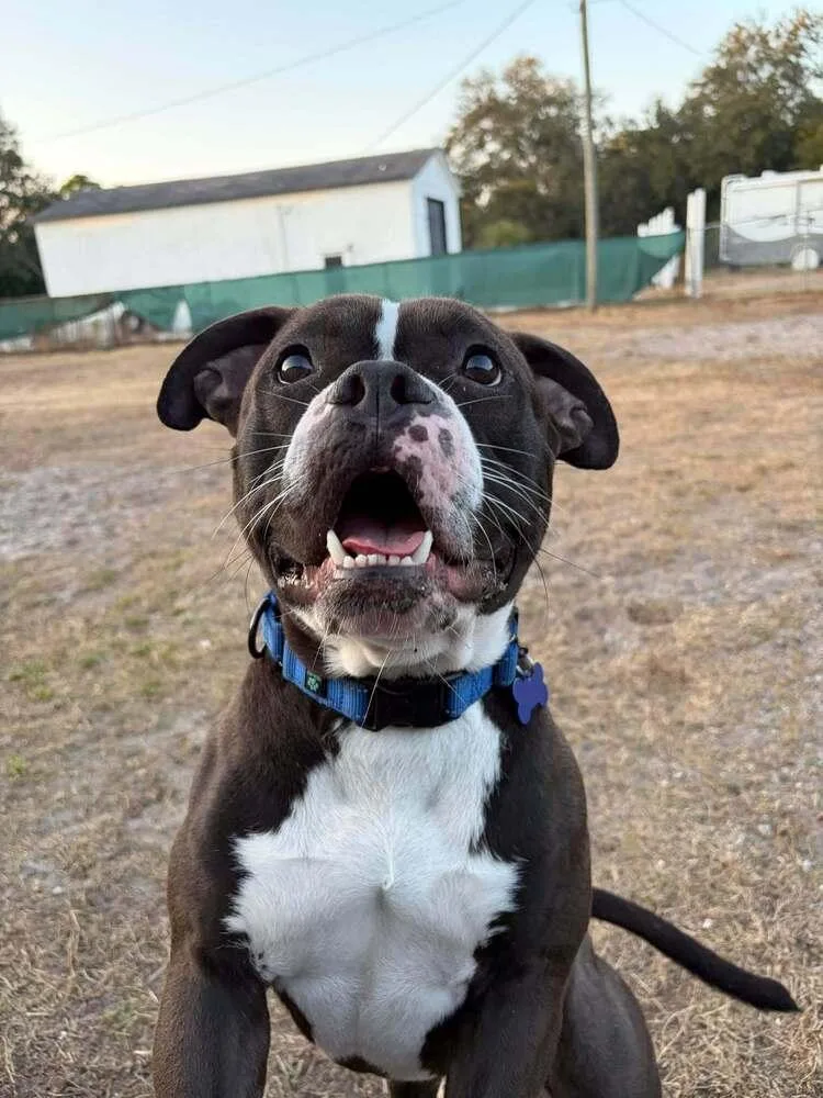 Valentine thumbnail 6