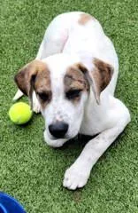 A young medium-sized male White / Cream Catahoula Leopard Dog dog named Bubby for adoption in Commerce, TX
