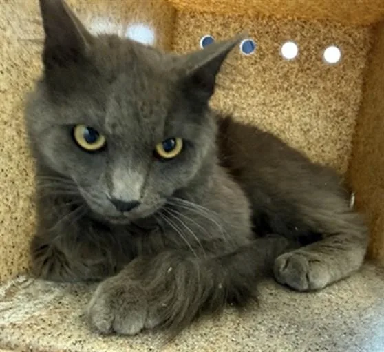 An adult medium-sized male Domestic Medium Hair cat named Gato for adoption in Lancaster, CA