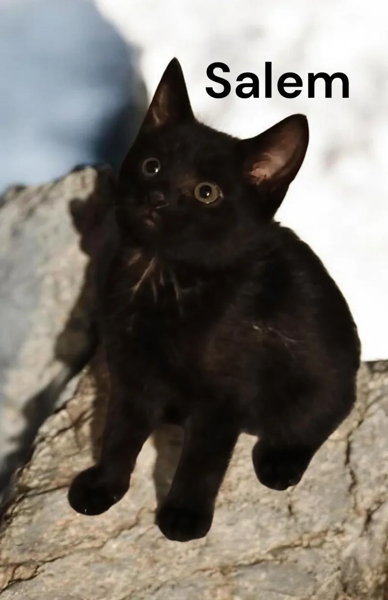 Salem