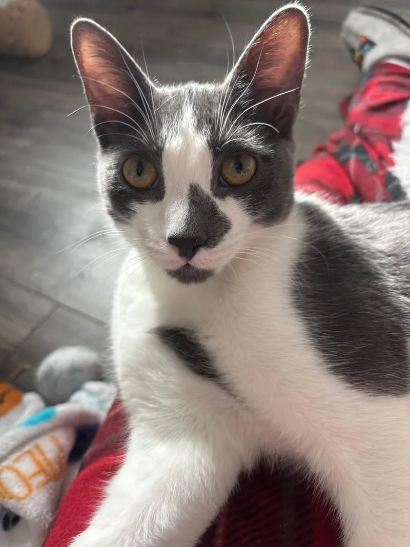 A baby medium-sized male Gray & White Domestic Short Hair cat named Carat for adoption in Colonia, NJ