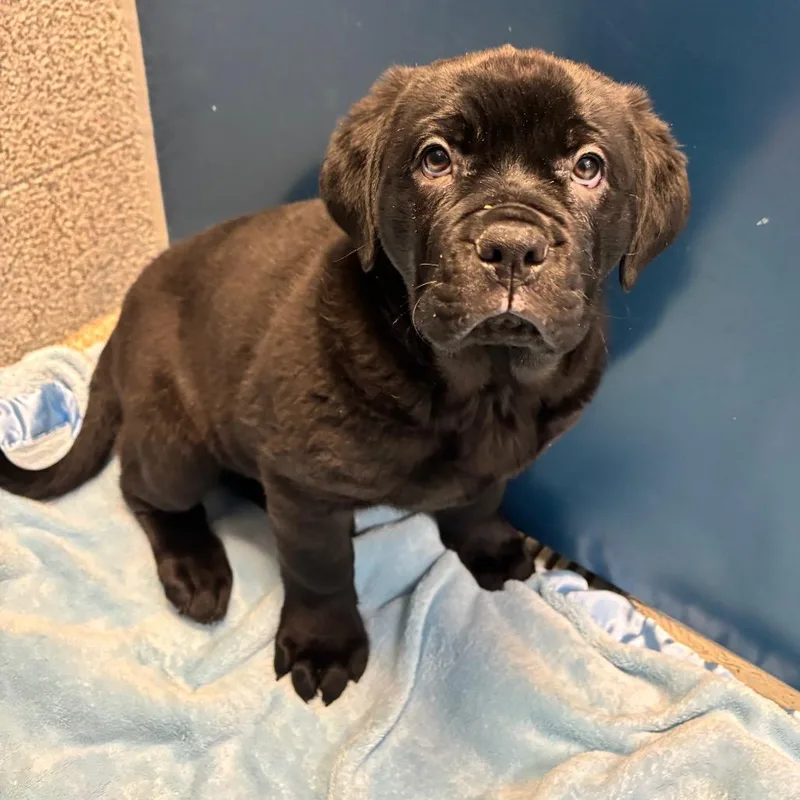 A baby large-sized male Black Cane Corso dog named Fozzie for adoption in Washington Township, OH
