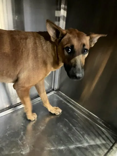 A young medium-sized female Mixed Breed dog named Draculaura for adoption in Dallas, TX