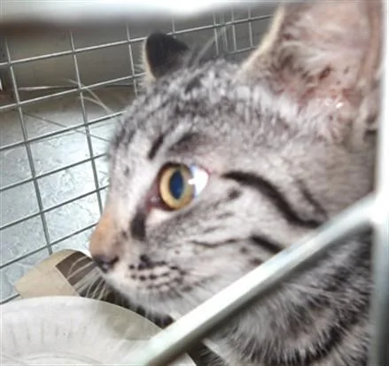 A baby medium-sized female Domestic Short Hair cat named Nena for adoption in Los Angeles, CA