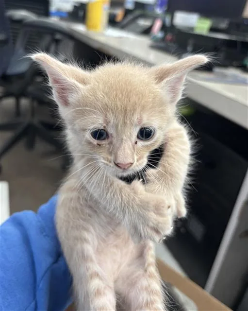A baby medium-sized male Domestic Short Hair cat named Buddy for adoption in Dallas, TX