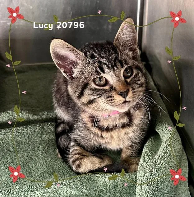 A baby medium-sized female Tabby (Brown / Chocolate) Domestic Short Hair cat named Lucy for adoption in Marietta, GA