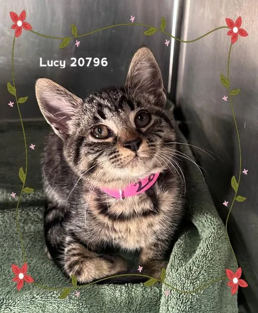 Lucy thumbnail 2