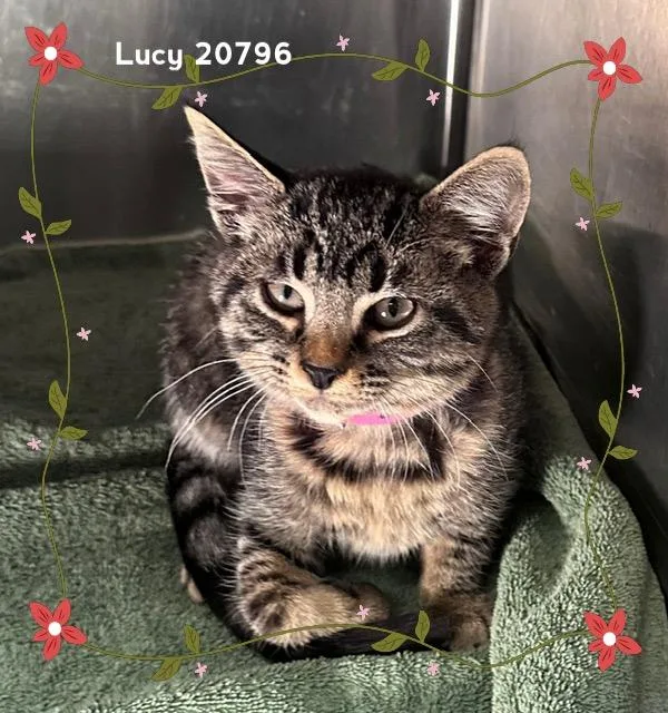 Lucy thumbnail 3