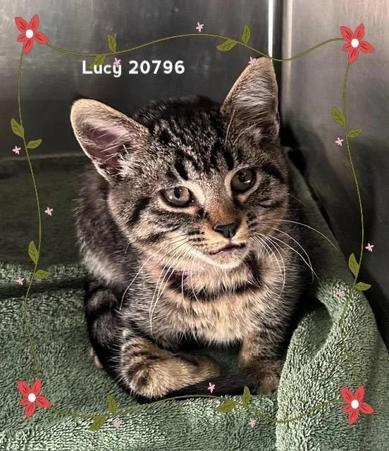 Lucy thumbnail 4