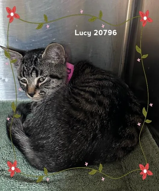 Lucy thumbnail 5