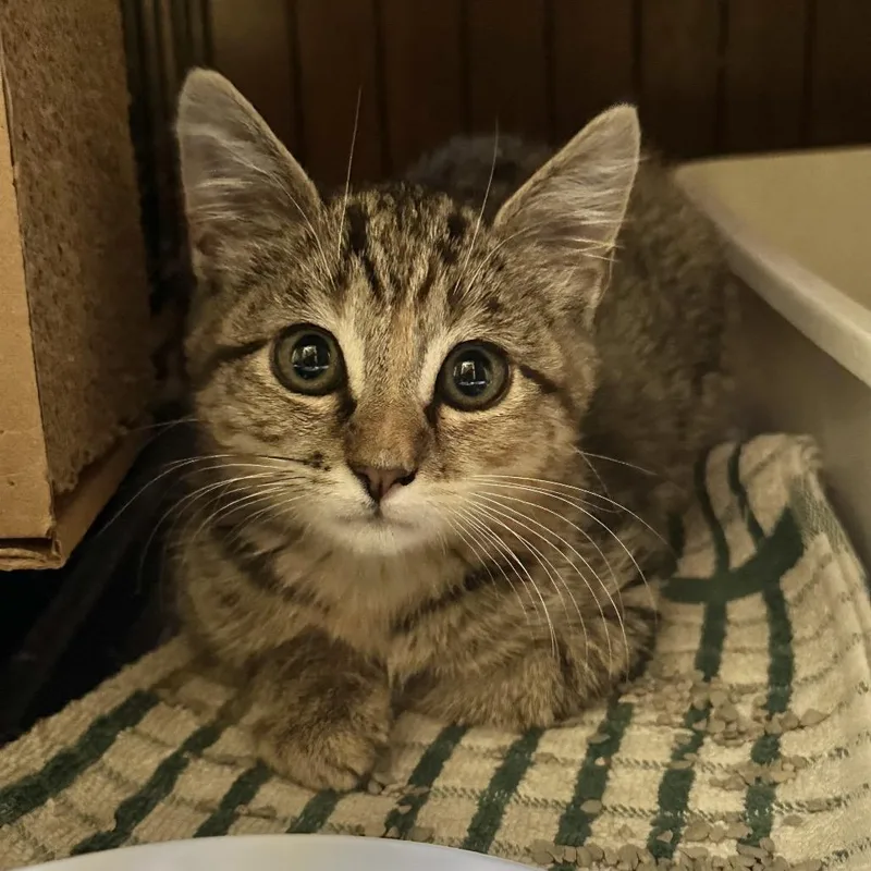 A baby small-sized female Brown / Chocolate Domestic Short Hair cat named Moxie for adoption in Overland Park, KS