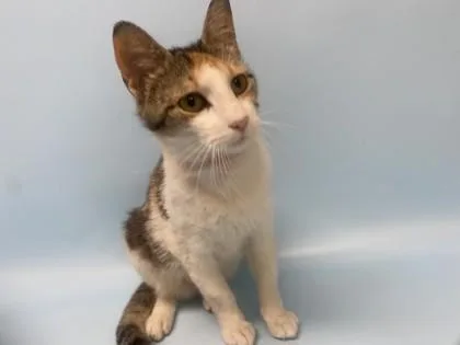 An adult small-sized female Domestic Short Hair cat named Cow for adoption in Golden Valley, MN