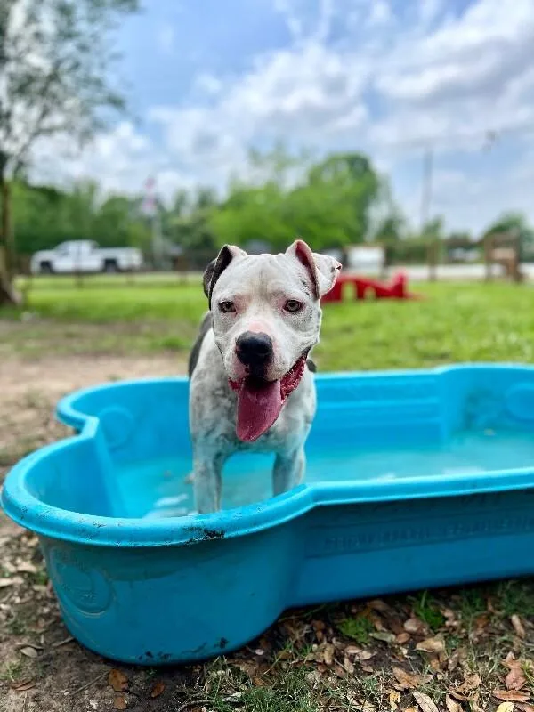 An adult large-sized male White / Cream American Bully dog named Dougie Mac The Squishy for adoption in Friendswood, TX