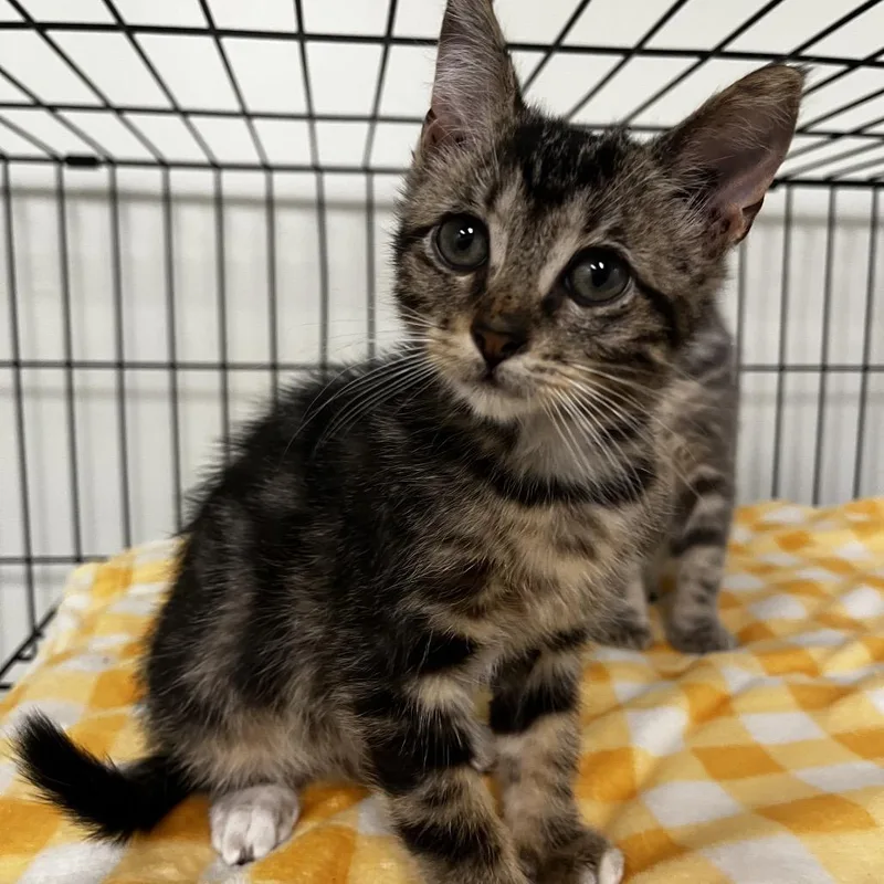 A baby small-sized female Brown / Chocolate Domestic Short Hair cat named Paulette for adoption in Houston, TX