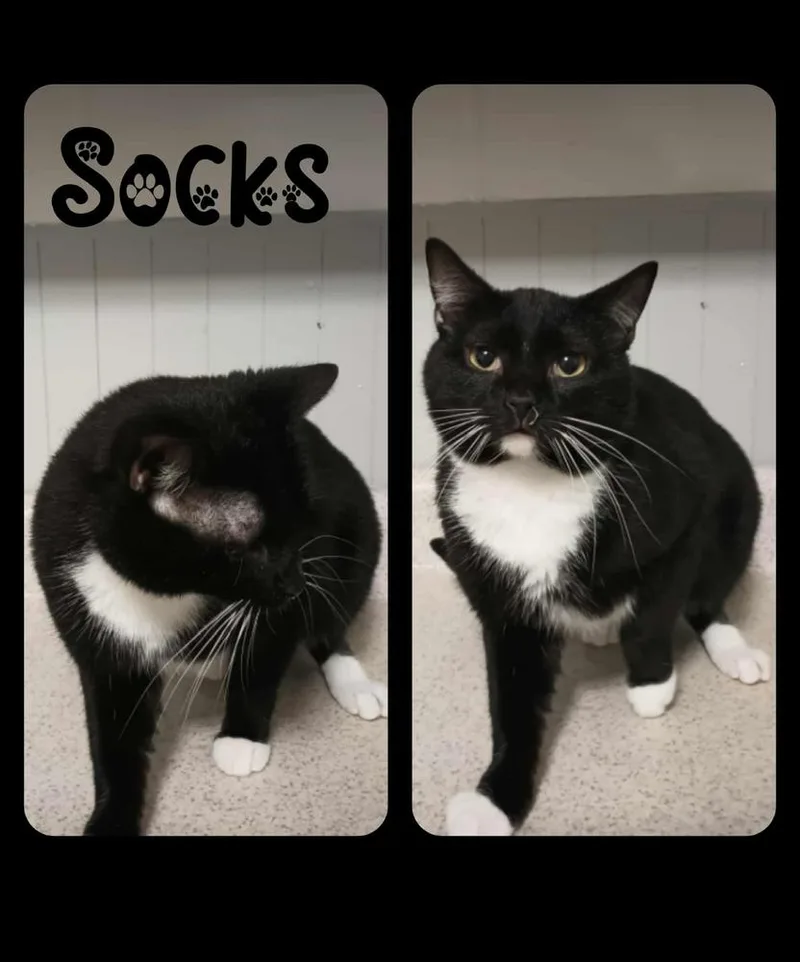 An adult medium-sized male Black & White / Tuxedo Domestic Short Hair cat named Socks for adoption in Metamora, IL