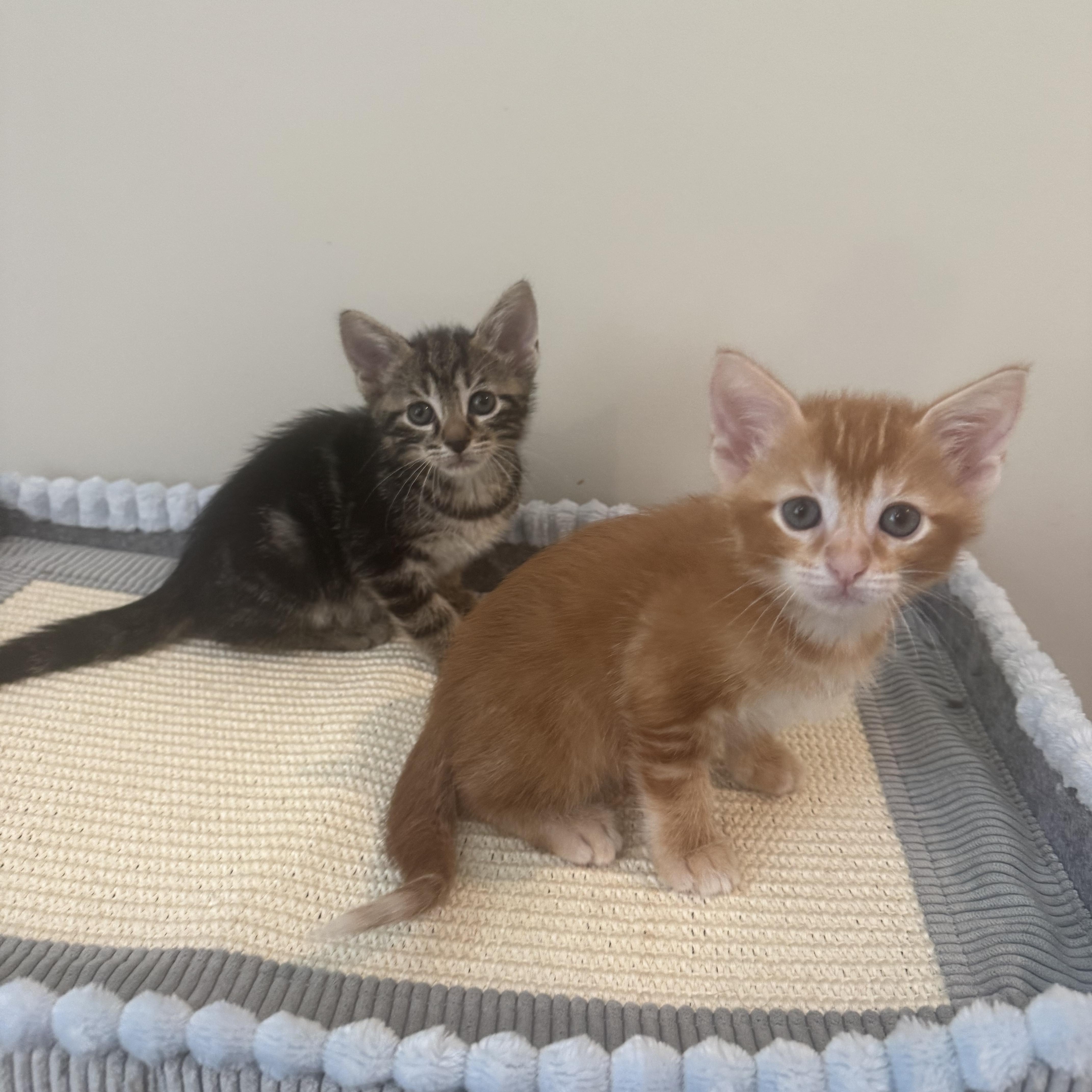 Thyme  Only  thumbnail 2