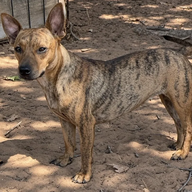 A young small-sized female Chihuahua dog named Brindlee for adoption in Pelham, NH