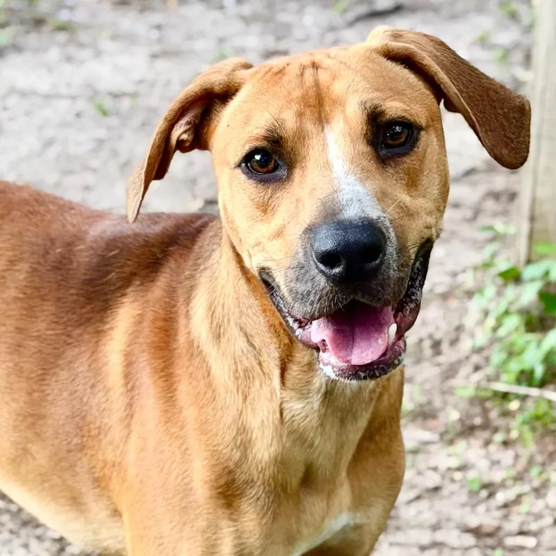 An adult medium-sized male Yellow / Tan / Blond / Fawn Mixed Breed dog named Edamame for adoption in Milton, FL