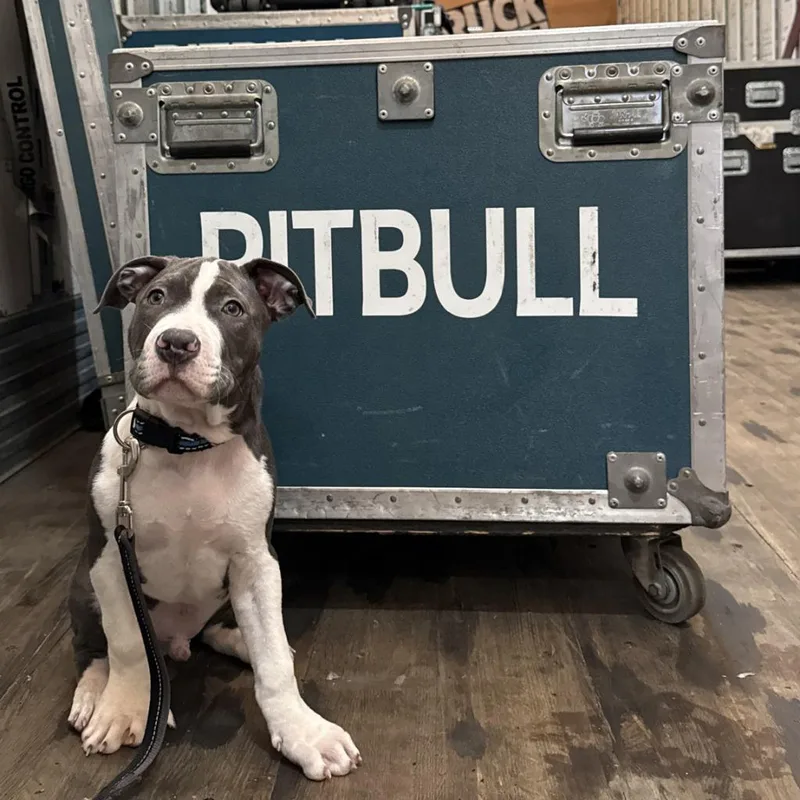 A baby medium-sized male Pit Bull Terrier dog named Mr. Worldwide for adoption in Minneapolis, MN