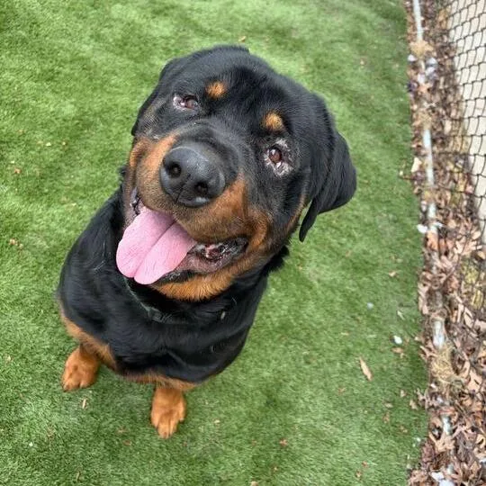 Ternament thumbnail 2