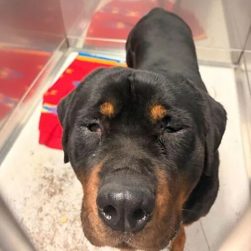 Ternament thumbnail 5