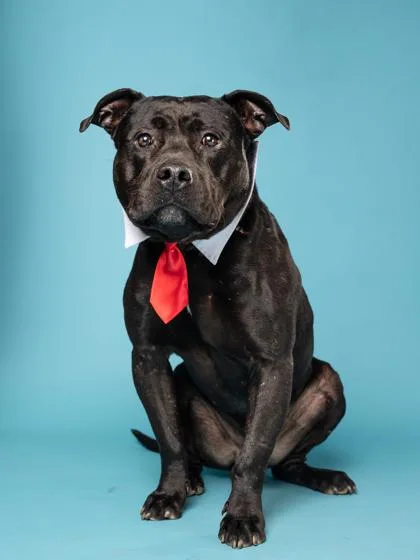 An adult medium-sized male Pit Bull Terrier dog named Skibbidy Bop for adoption in Atlanta, GA