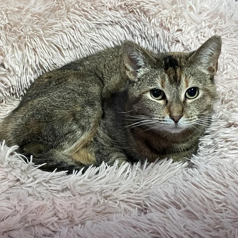 Charlotte thumbnail 6