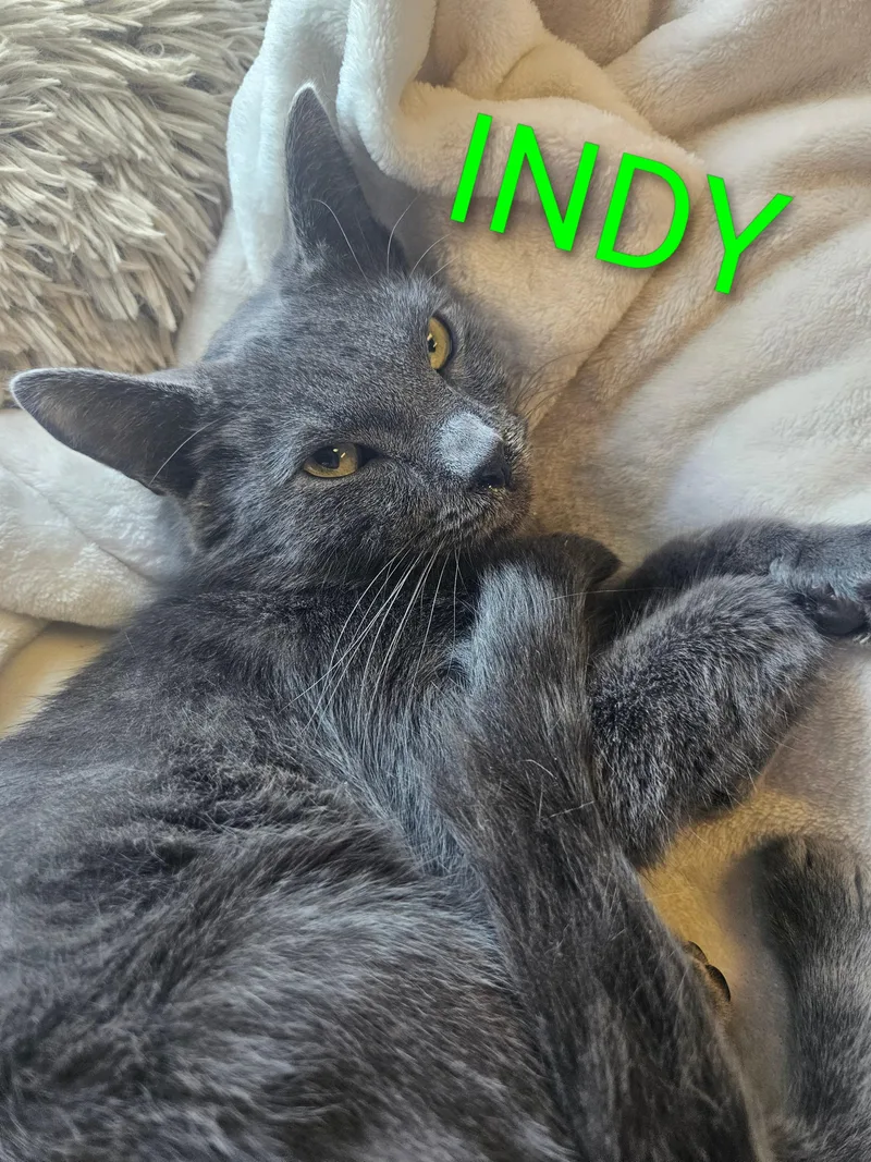 A baby medium-sized male Gray / Blue / Silver Nebelung cat named Indy for adoption in Orange, CA