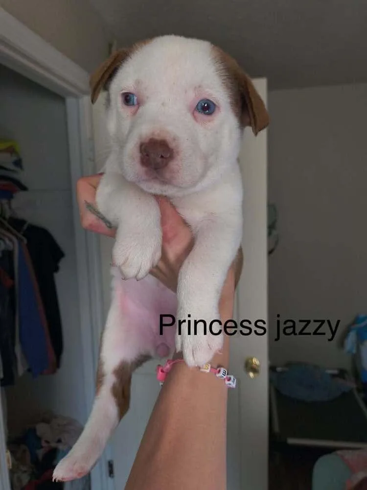 A baby small-sized female White / Cream Pit Bull Terrier dog named Princess "jazzy" for adoption in Indianapolis, IN