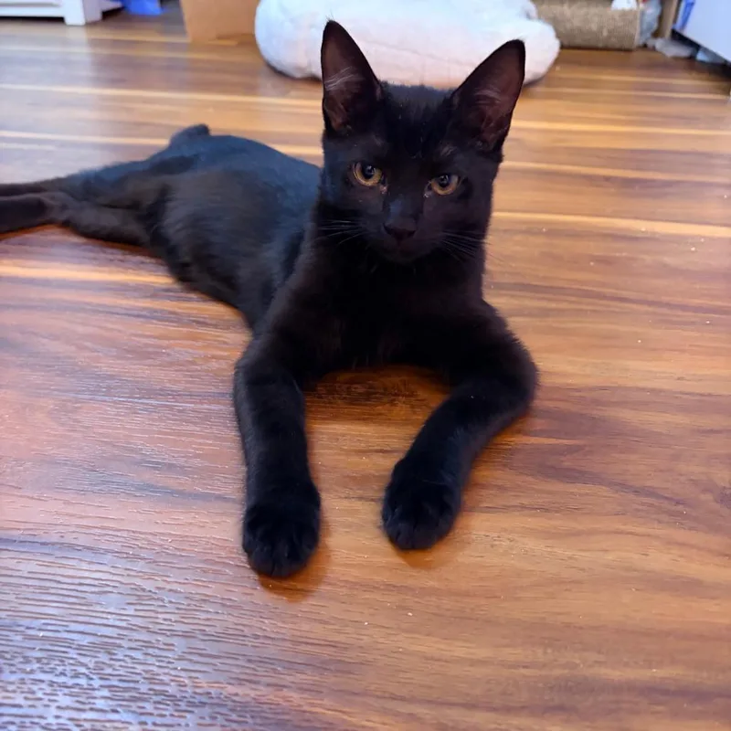 A baby small-sized female Black Domestic Short Hair cat named Wolfie for adoption in Long Beach, CA