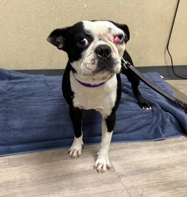 An adult small-sized male Boston Terrier dog named Oreo for adoption in Oceanside, CA