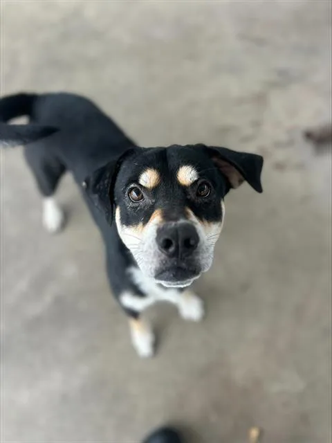 An adult medium-sized male Rottweiler dog named Otis for adoption in Chula Vista, CA