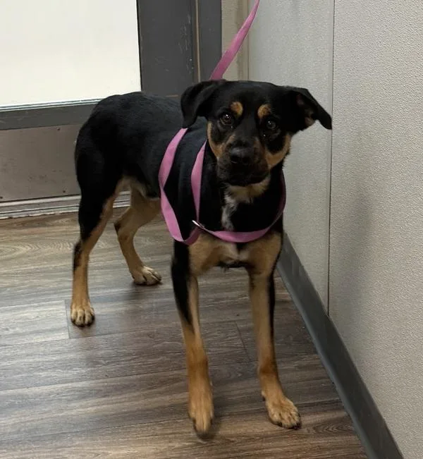 A young large-sized male Rottweiler dog named Rocky for adoption in San Diego, CA