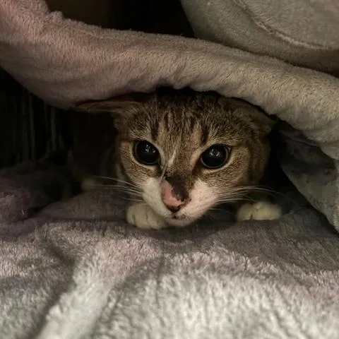 A young medium-sized female Brown / Chocolate Domestic Short Hair cat named Grasslee for adoption in Mooresville, NC